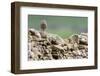 Little owl perched on a dry stone wall, NorthYorkshire, UK-David Pike-Framed Photographic Print