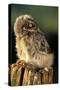 Little Owl Young on Post in Morning Light-null-Stretched Canvas
