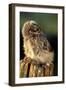 Little Owl Young on Post in Morning Light-null-Framed Premium Photographic Print