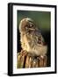 Little Owl Young on Post in Morning Light-null-Framed Premium Photographic Print