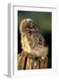 Little Owl Young on Post in Morning Light-null-Framed Premium Photographic Print