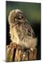 Little Owl Young on Post in Morning Light-null-Mounted Premium Photographic Print