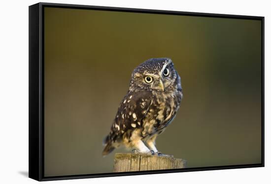 Little Owl-Andy Harmer-Framed Stretched Canvas