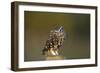 Little Owl-Andy Harmer-Framed Photographic Print