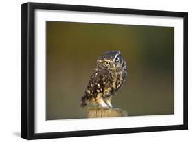 Little Owl-Andy Harmer-Framed Photographic Print