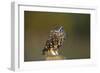 Little Owl-Andy Harmer-Framed Photographic Print