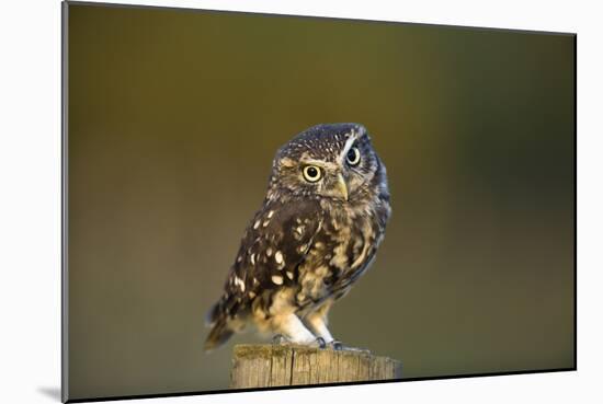 Little Owl-Andy Harmer-Mounted Photographic Print
