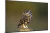 Little Owl-Andy Harmer-Mounted Photographic Print