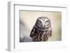 Little Owl-Veneratio-Framed Photographic Print