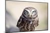 Little Owl-Veneratio-Mounted Photographic Print