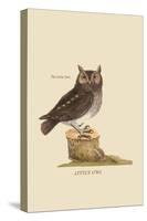 Little Owl-Mark Catesby-Stretched Canvas