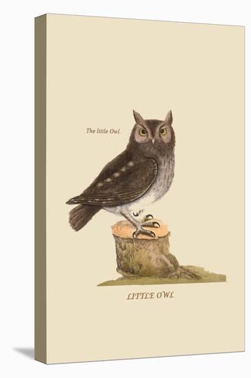 Little Owl-Mark Catesby-Stretched Canvas