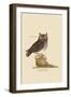 Little Owl-Mark Catesby-Framed Art Print