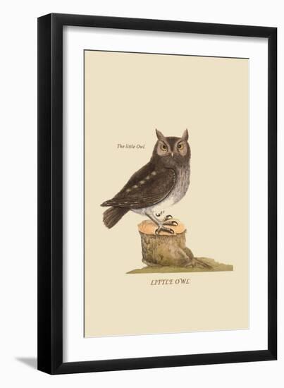 Little Owl-Mark Catesby-Framed Art Print