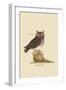 Little Owl-Mark Catesby-Framed Art Print