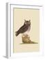 Little Owl-Mark Catesby-Framed Art Print