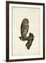 Little Owl-John Selby-Framed Art Print