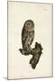 Little Owl-John Selby-Mounted Art Print