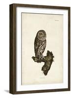 Little Owl-John Selby-Framed Art Print