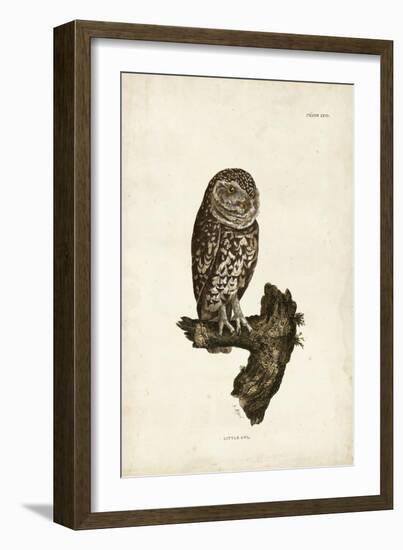 Little Owl-John Selby-Framed Art Print