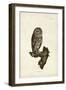 Little Owl-John Selby-Framed Art Print