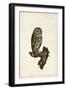 Little Owl-John Selby-Framed Art Print