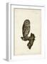 Little Owl-John Selby-Framed Art Print