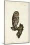 Little Owl-John Selby-Mounted Art Print