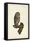 Little Owl-John Selby-Framed Stretched Canvas