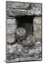 Little Owls (Athene Noctua) Perched in Stone Barn, Captive, United Kingdom, Europe-Ann & Steve Toon-Mounted Photographic Print