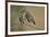 Little owls courtship, Spain-Dietmar Nill-Framed Photographic Print