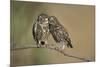 Little owls courtship, Spain-Dietmar Nill-Mounted Photographic Print