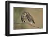 Little owls courtship, Spain-Dietmar Nill-Framed Photographic Print