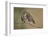 Little owls courtship, Spain-Dietmar Nill-Framed Photographic Print