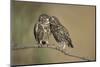 Little owls courtship, Spain-Dietmar Nill-Mounted Photographic Print