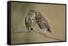 Little owls courtship, Spain-Dietmar Nill-Framed Stretched Canvas