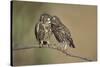 Little owls courtship, Spain-Dietmar Nill-Stretched Canvas