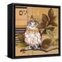 Little Owls I-Patricia Pinto-Framed Stretched Canvas