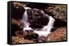 Little Pigeon River, Great Smoky Mountains NP, Tennessee, USA-Jerry Ginsberg-Framed Stretched Canvas