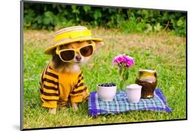 Little Puppy Of Chihuahua Breed At The Picnic On Green Grass-vitalytitov-Mounted Photographic Print