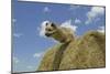 Little Pyrenean Sheepdog Jumping over Hay Bale-null-Mounted Photographic Print