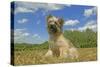 Little Pyrenean Sheepdog Sitting Down-null-Stretched Canvas