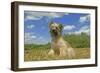 Little Pyrenean Sheepdog Sitting Down-null-Framed Photographic Print