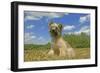 Little Pyrenean Sheepdog Sitting Down-null-Framed Photographic Print