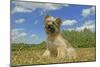 Little Pyrenean Sheepdog Sitting Down-null-Mounted Photographic Print