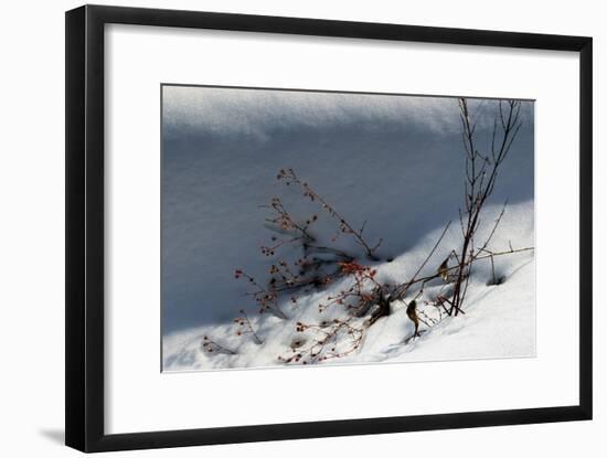 Little Red Berries In Snow-Anthony Paladino-Framed Giclee Print