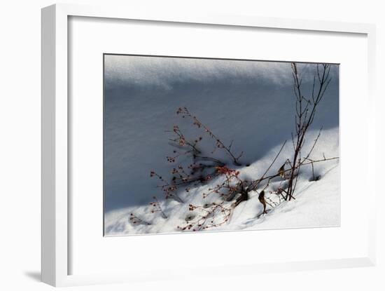 Little Red Berries In Snow-Anthony Paladino-Framed Giclee Print