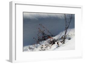 Little Red Berries In Snow-Anthony Paladino-Framed Giclee Print