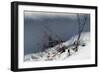 Little Red Berries In Snow-Anthony Paladino-Framed Giclee Print