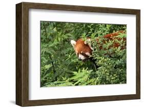 Little Red Panda-AarStudio-Framed Photographic Print